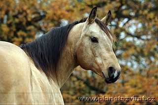 080321-quarter-horse-01.jpg