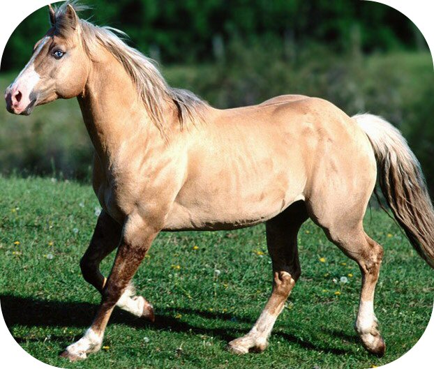 Palomino.jpg